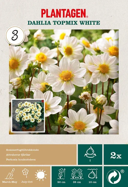 Georgine 'Topmix White’