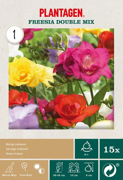 Miscelleneous Freesia double