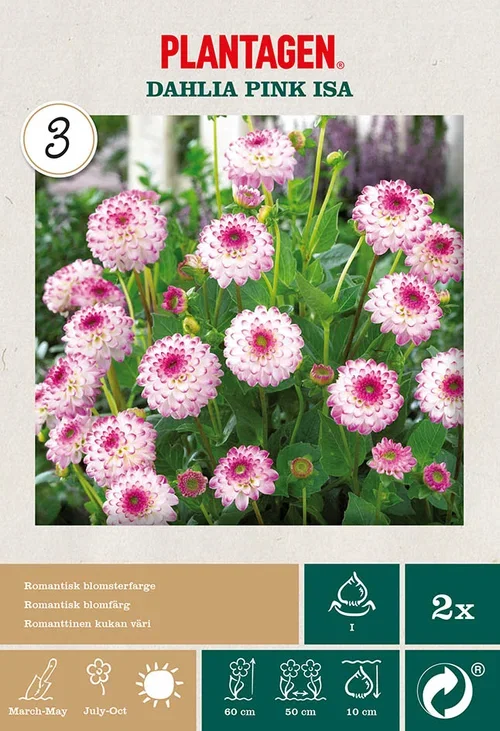 Dahlia Decorative Pink Isa