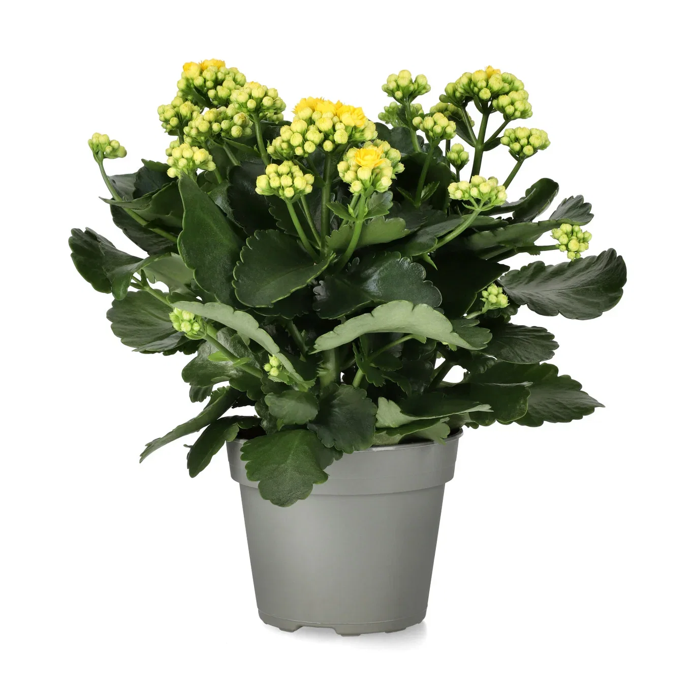 Kalanchoe Maxi Yellow 13 cm