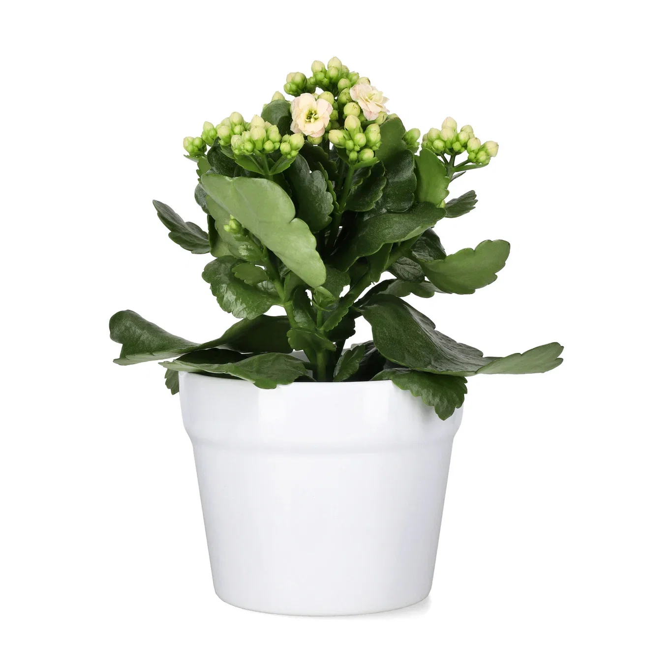 Kalanchoe Light Pink 10,5 cm