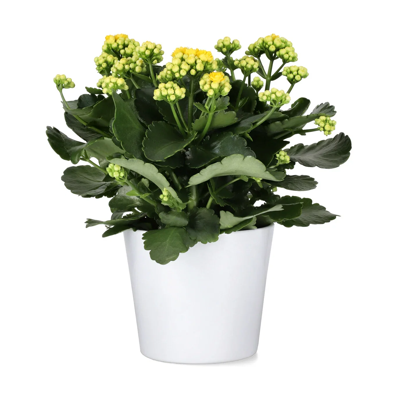 Kalanchoe Maxi Yellow 13 cm