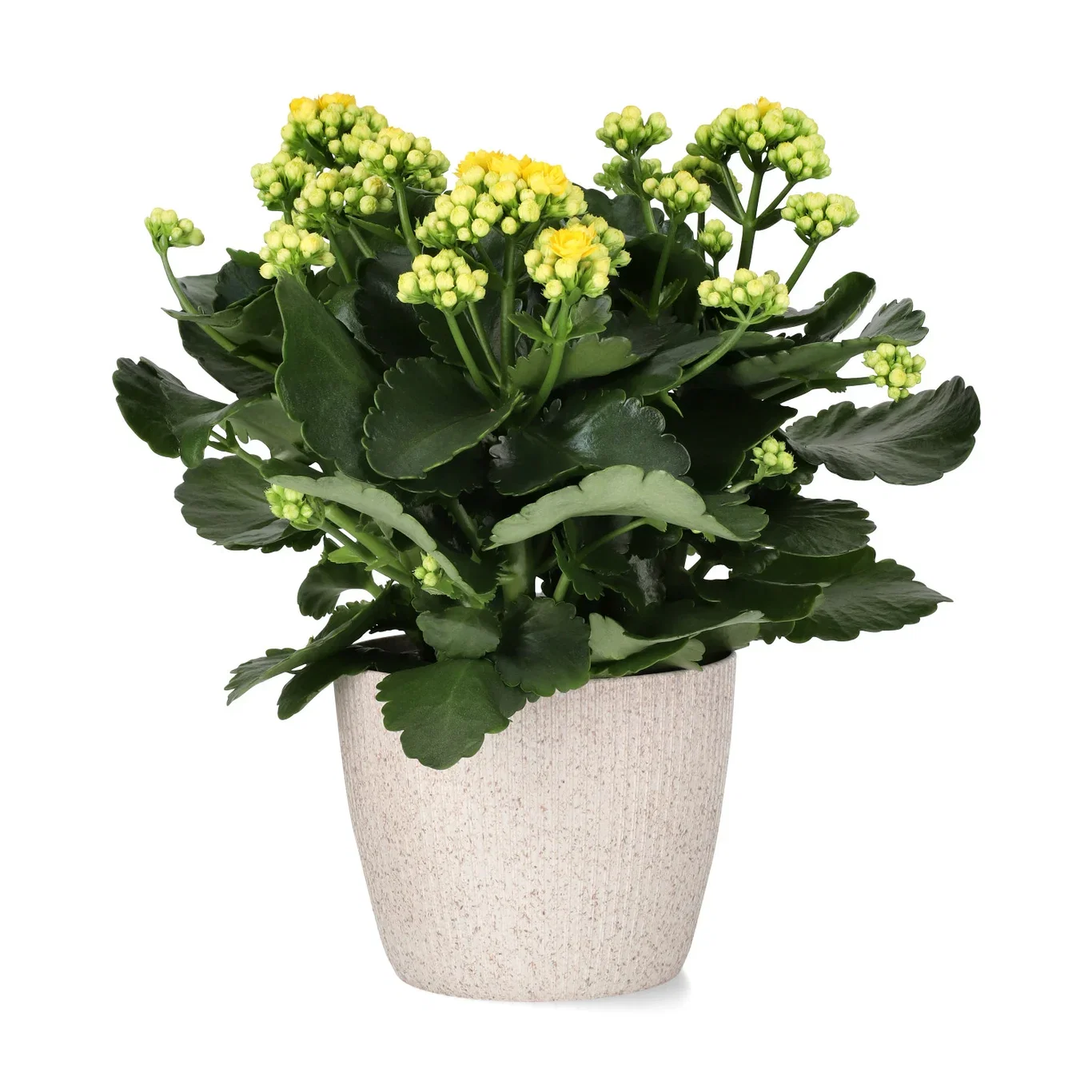 Kalanchoe Maxi Yellow 13 cm