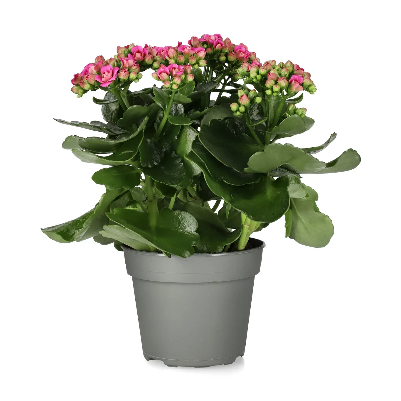 Kalanchoe Maxi Dark Pink 13 cm
