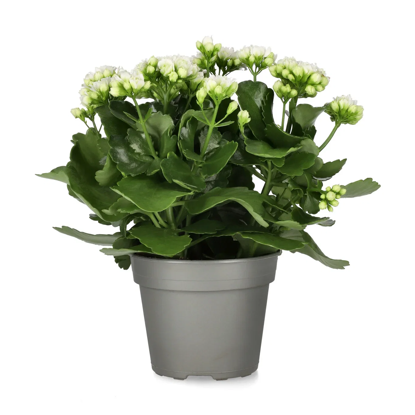 Kalanchoe Maxi White 13 cm