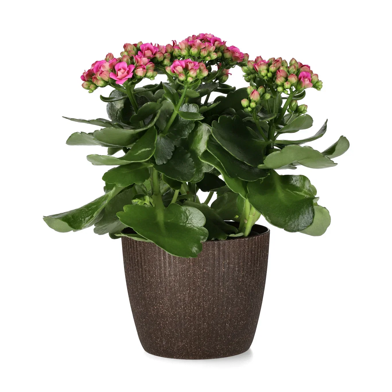 Kalanchoe Maxi Dark Pink 13 cm