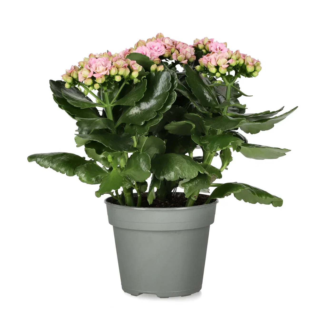 Kalanchoe Maxi Light Pink 13 cm