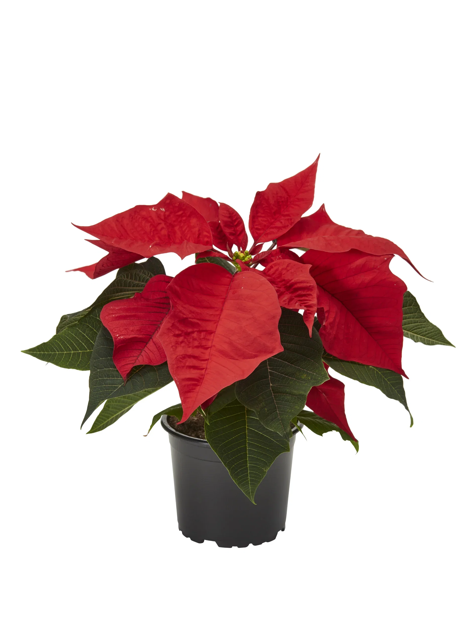 Euphorbia pulch. 1-br. Red 10,5 cm