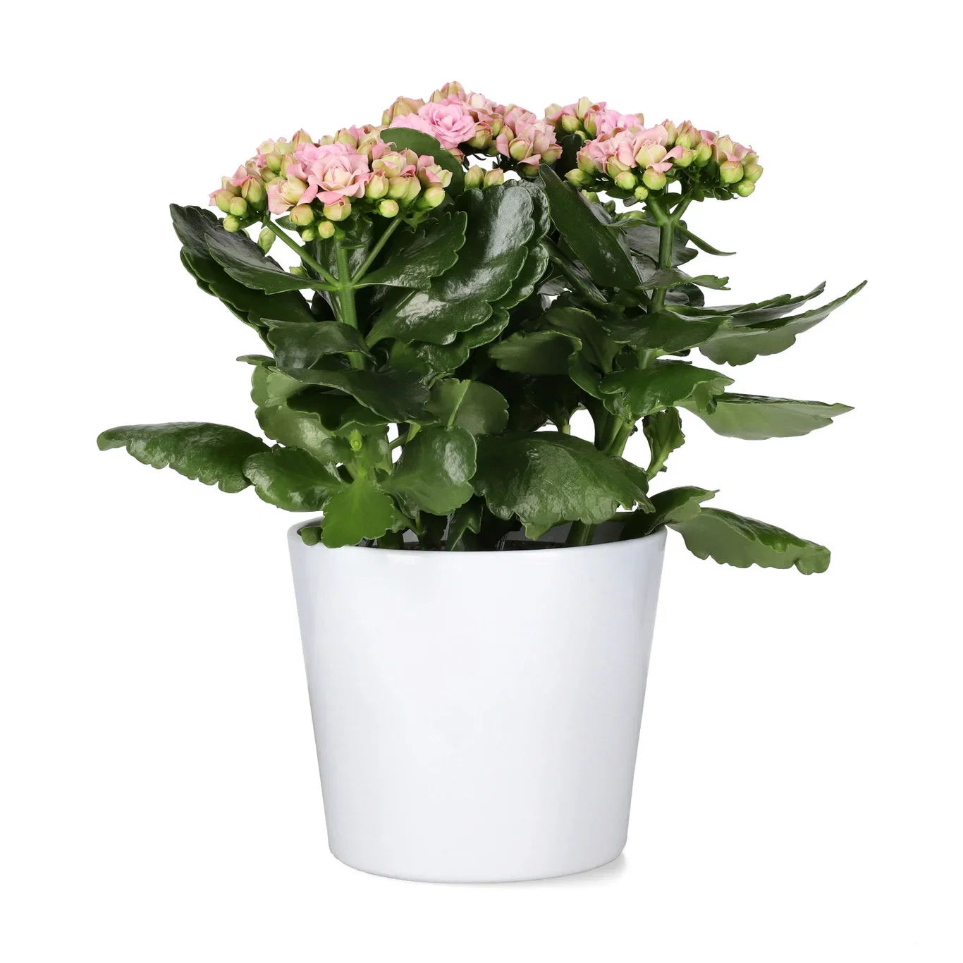 Kalanchoe Maxi Light Pink 13 cm