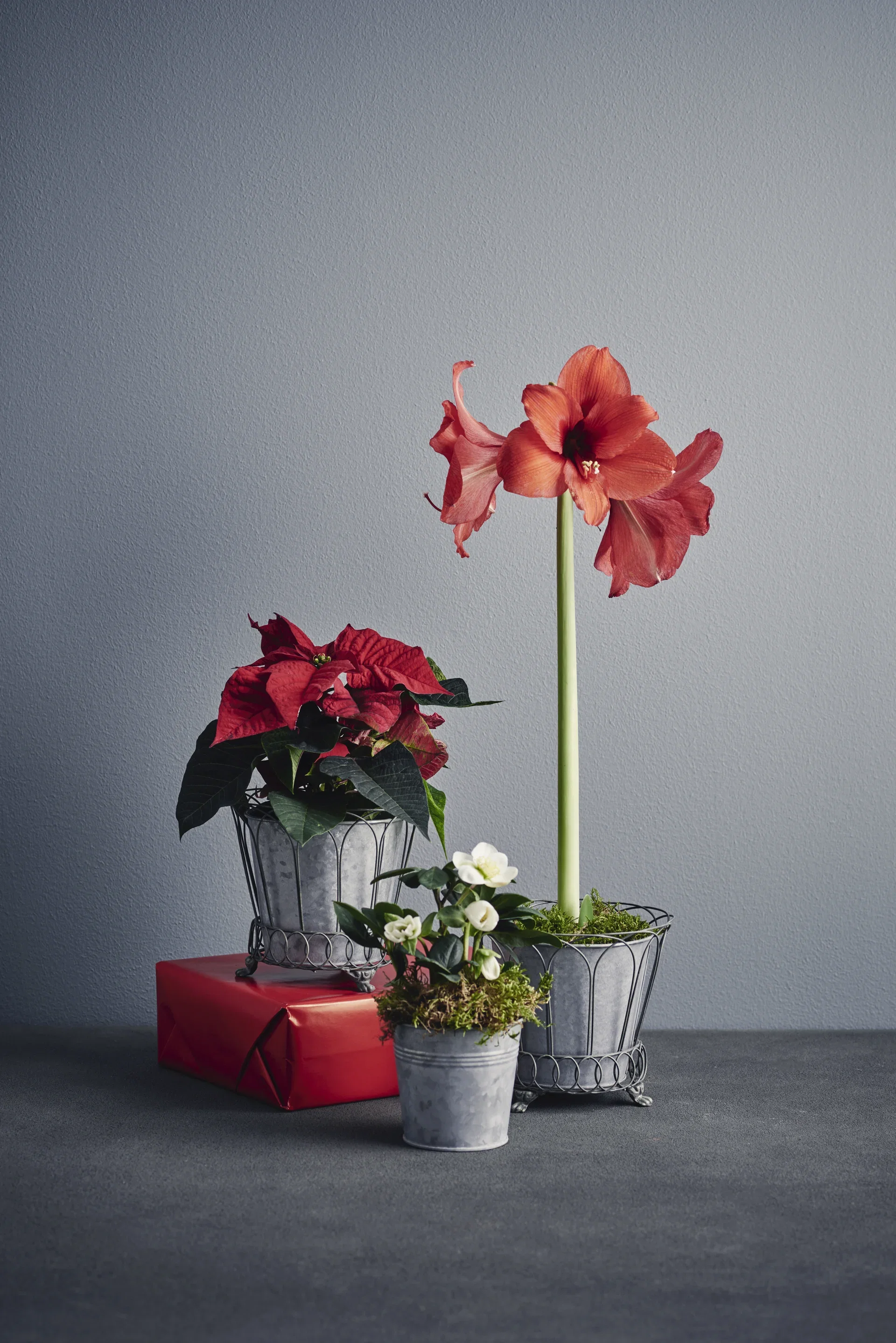 Euphorbia pulch. 1-br. Red 10,5 cm