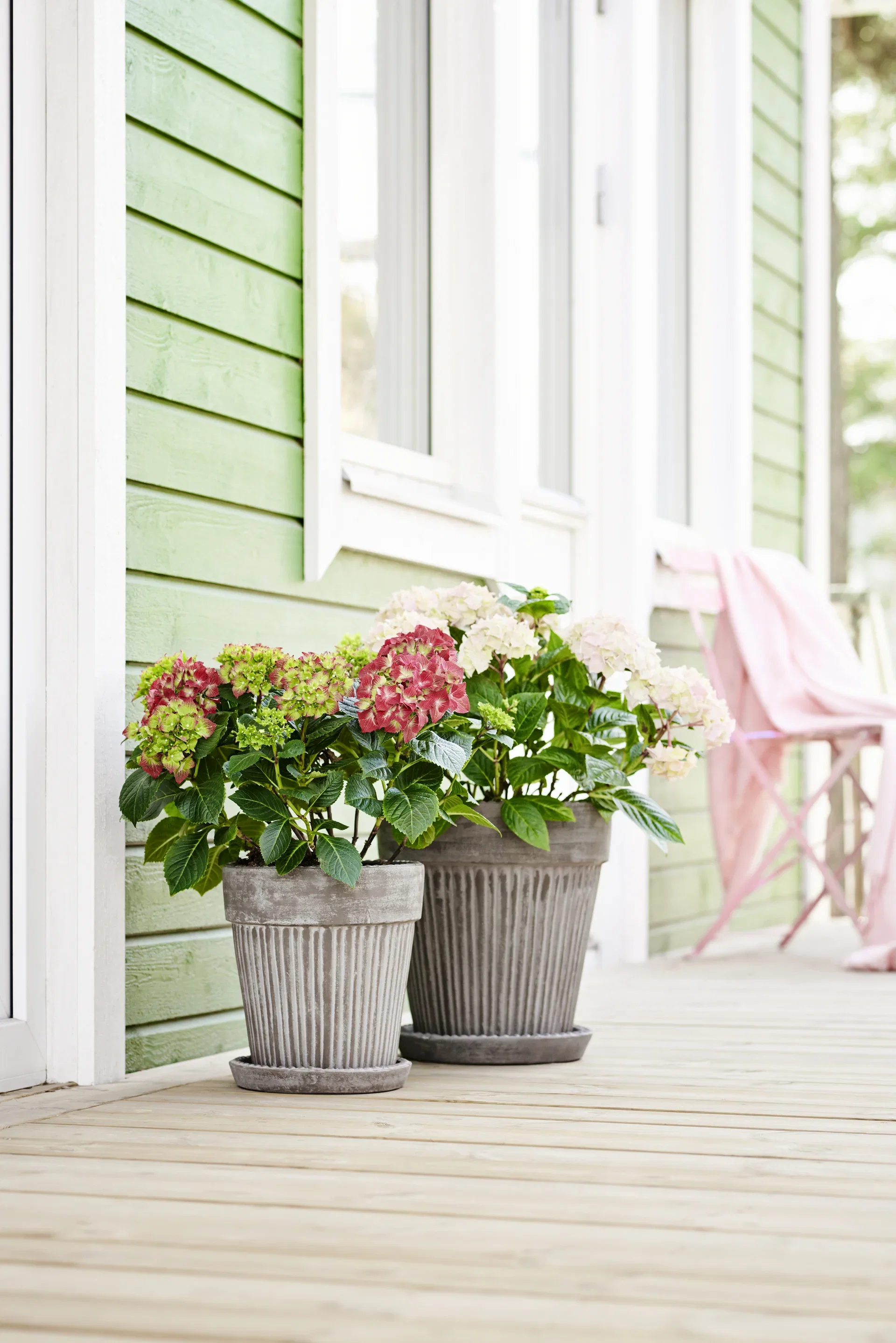 Hydrangea macrophylla White 21cm