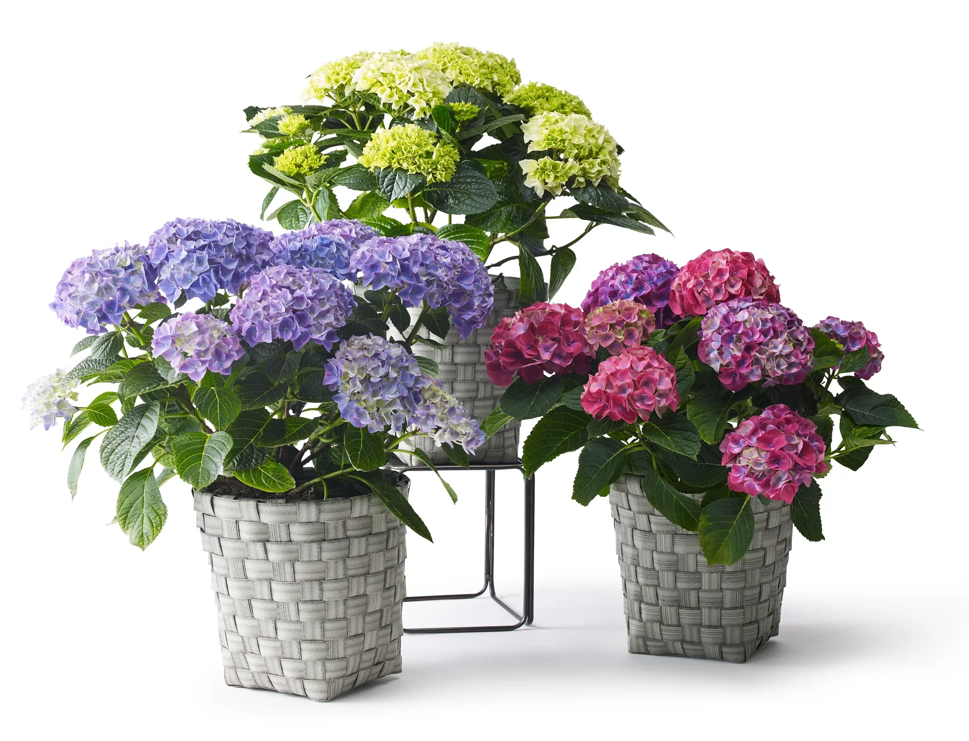 Hydrangea macrophylla Pink 21cm