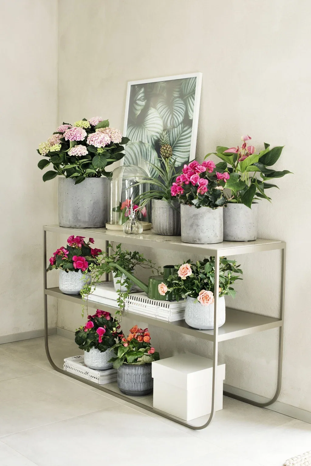 Hydrangea macrophylla Pink 21cm