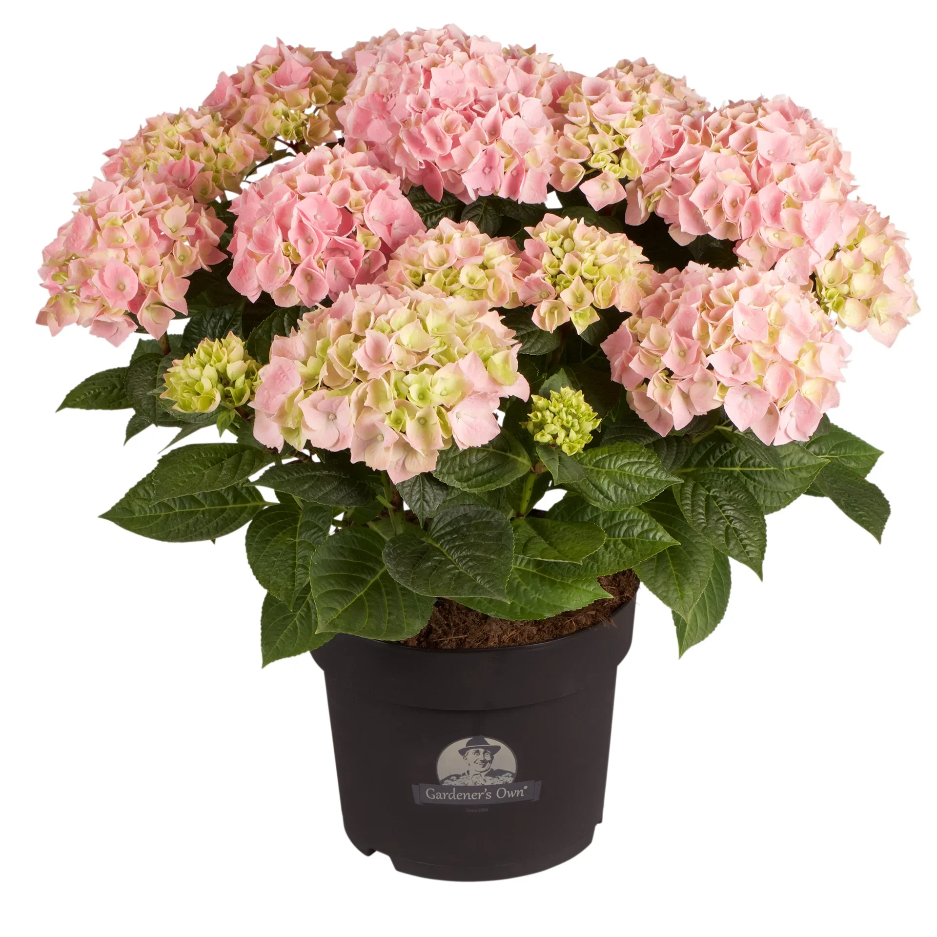 Hydrangea macrophylla Pink 21cm