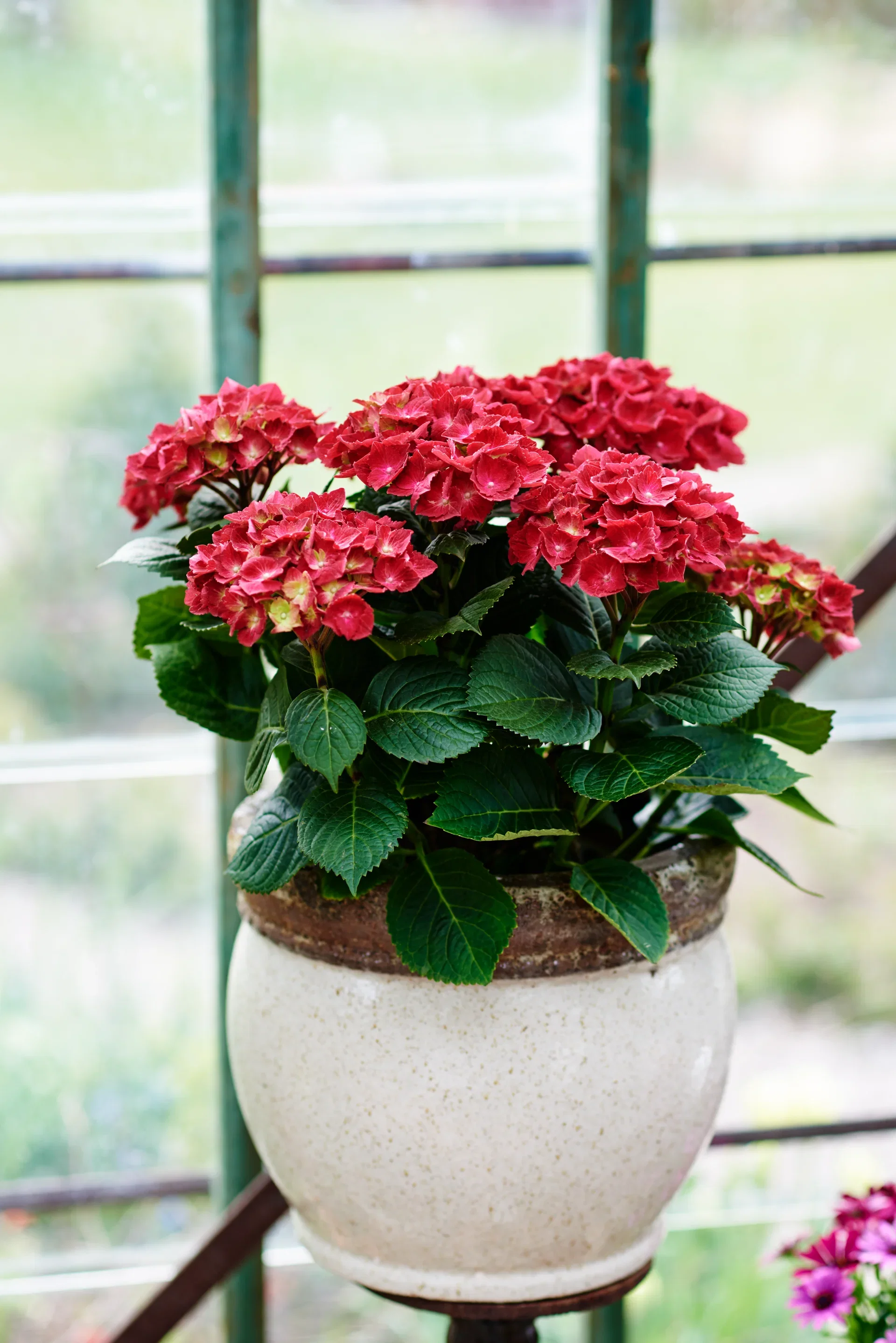 Hortensia