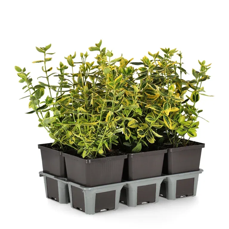 Beinved 'Emerald 'n' Gold'