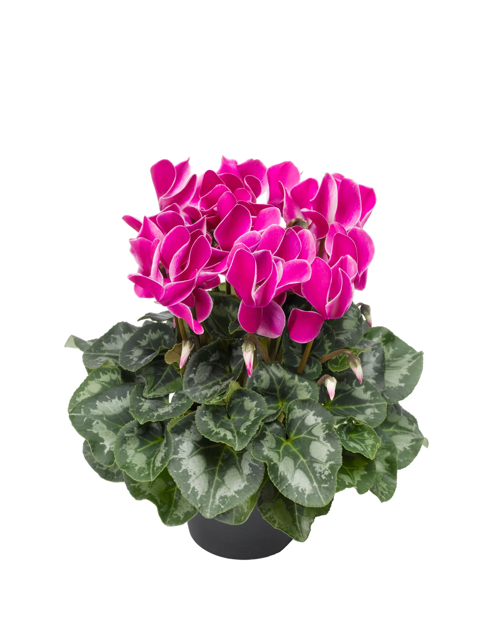 Cyclamen Purple 12 cm
