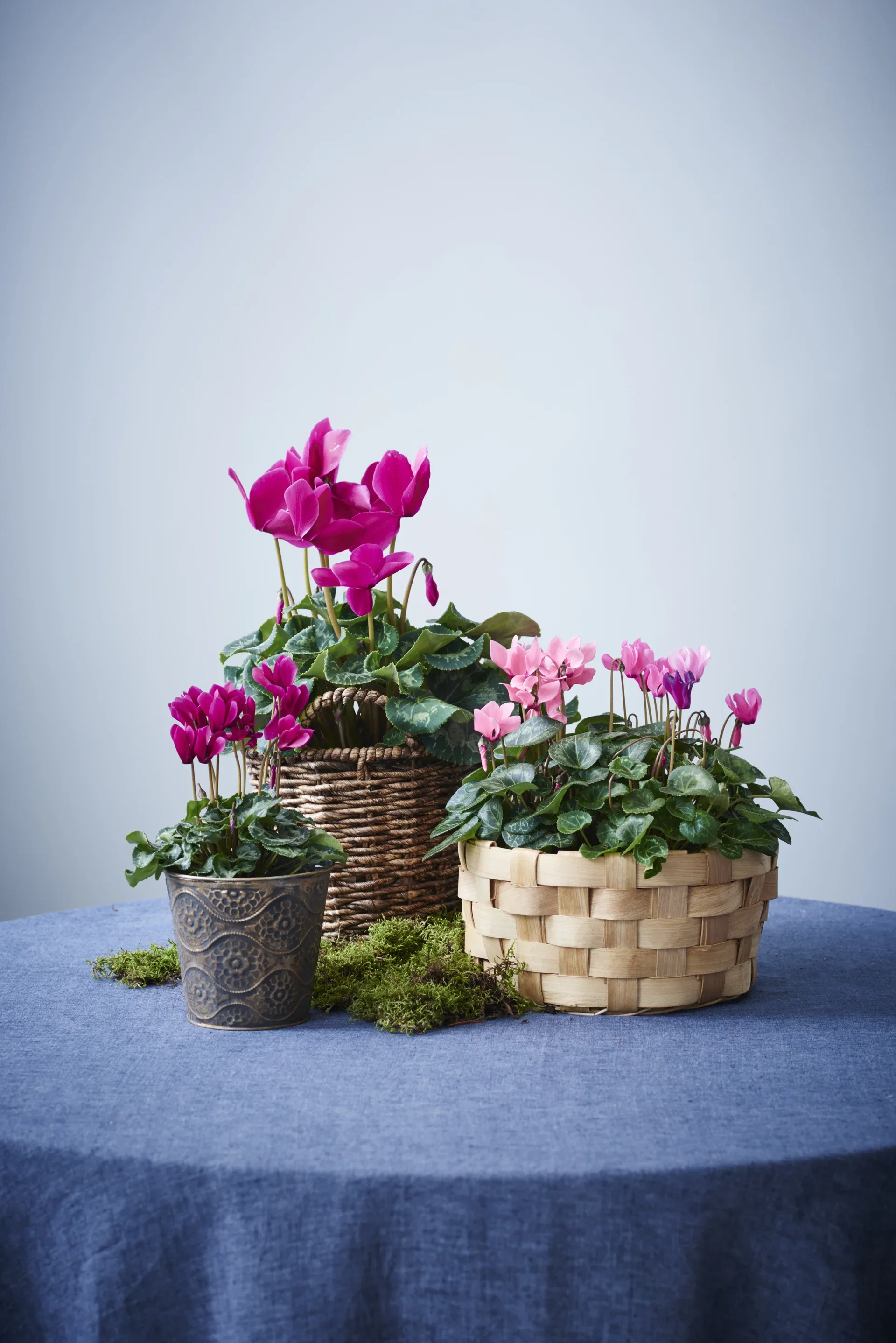 Cyclamen Purple 12 cm