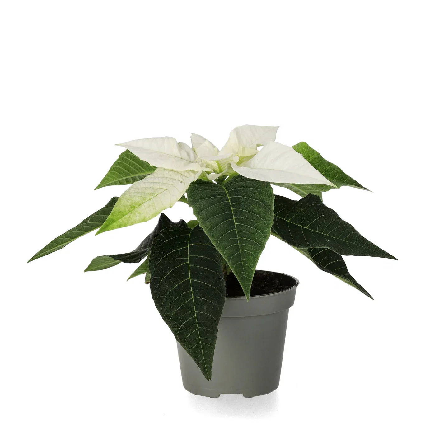 Euphorbia pulch. Mini White 6 cm