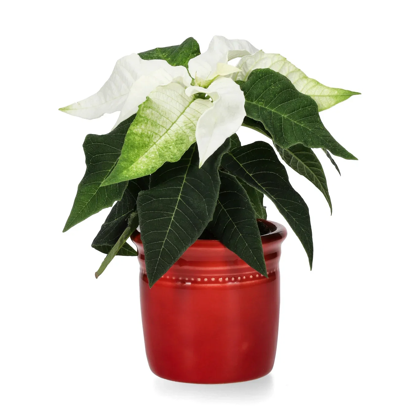 Euphorbia pulch. Mini White 6 cm