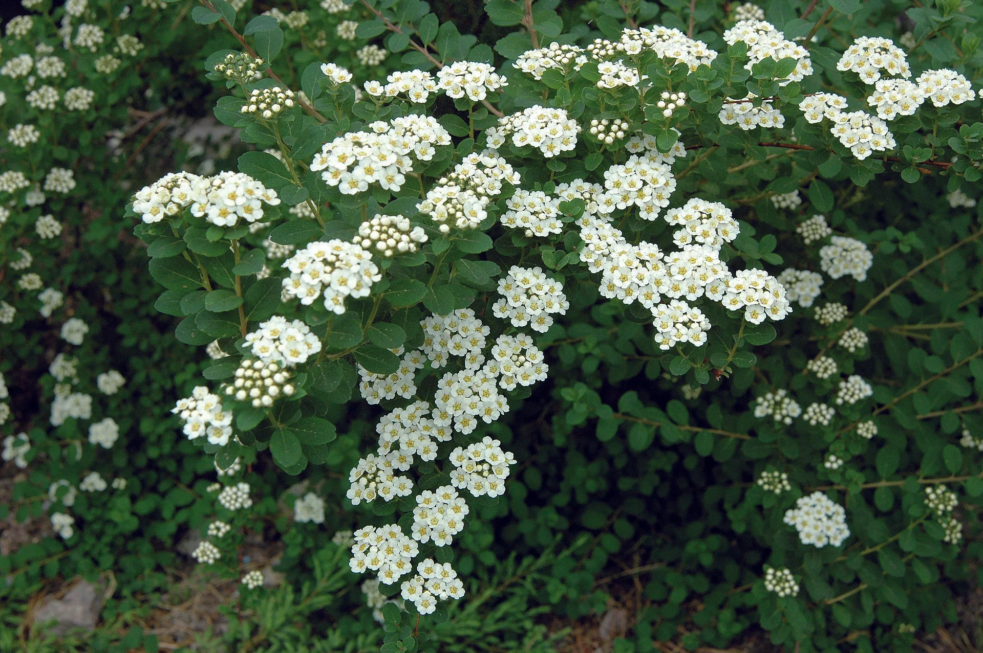 Sommerspirea 'Snowmound'