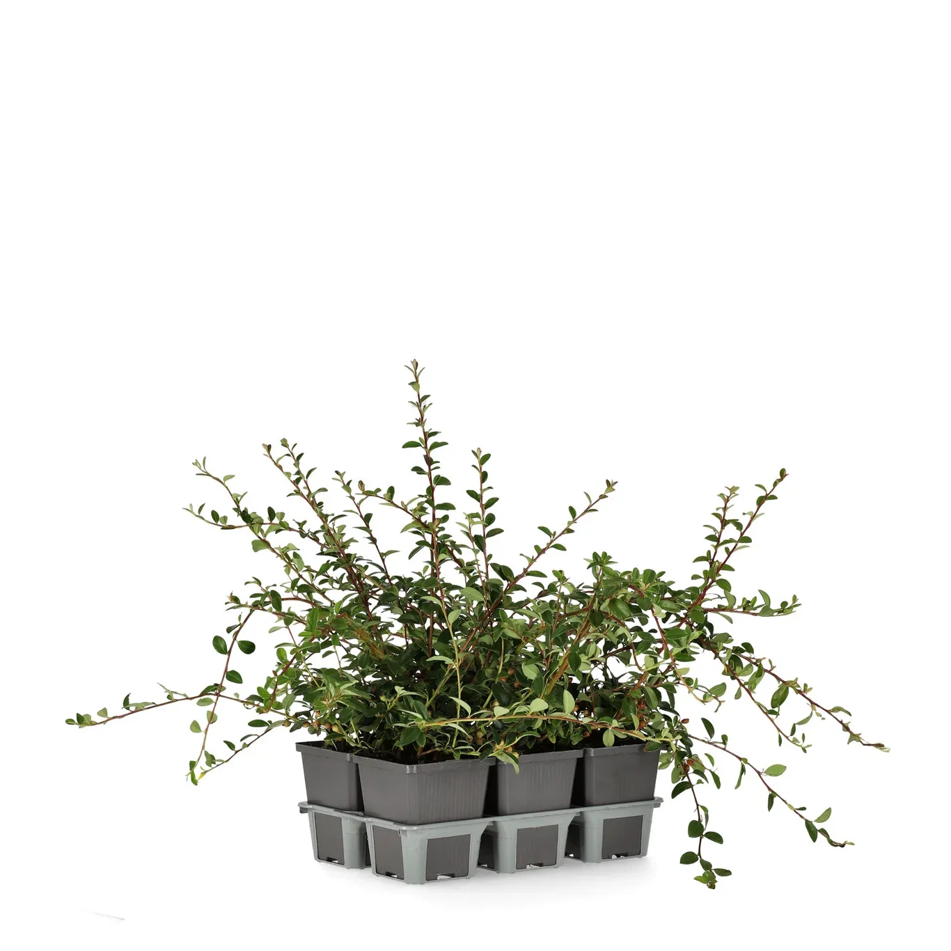 Cotoneaster x suecicus 'Coral Beauty' 6-pack