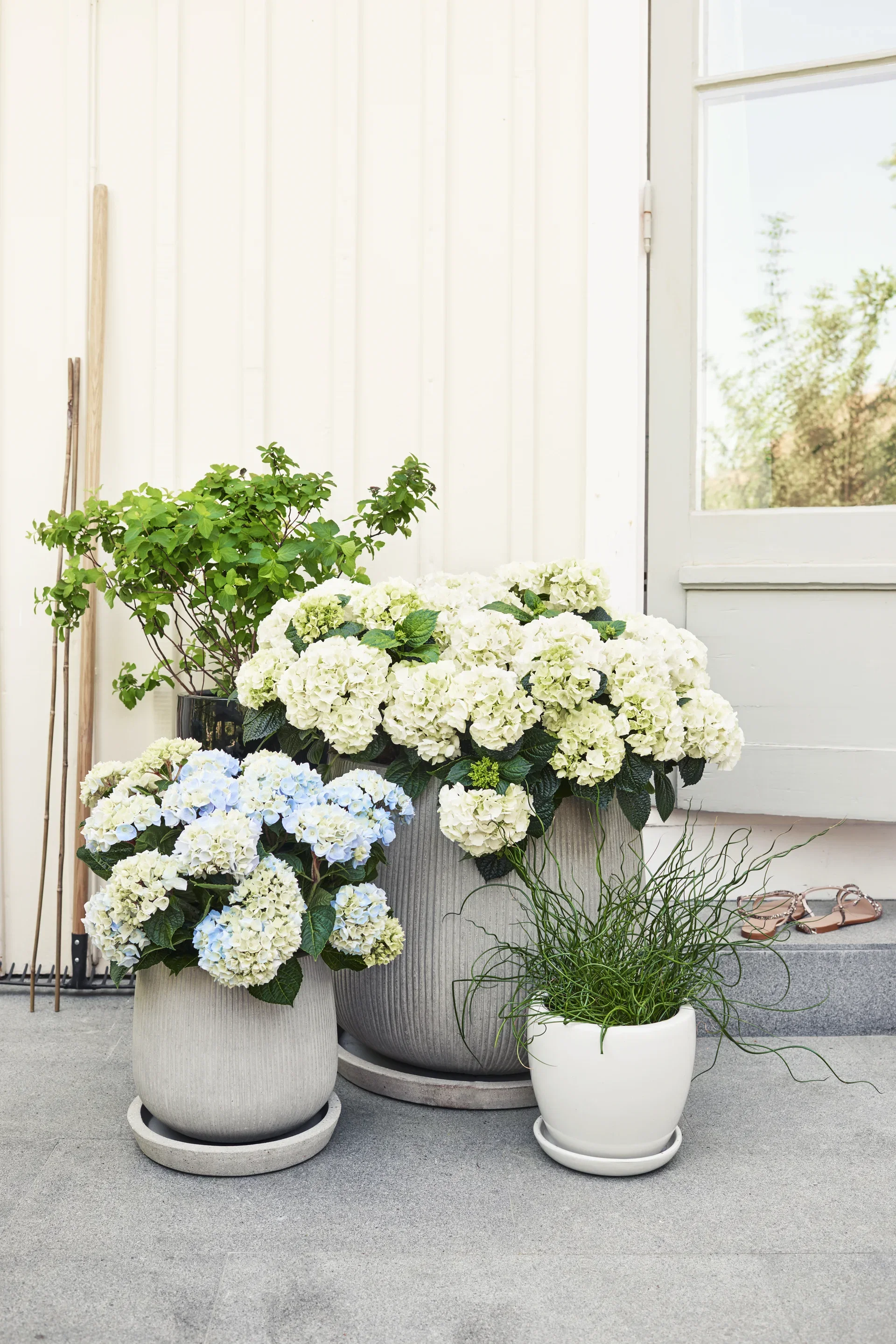 Sommerspirea 'Snowmound'