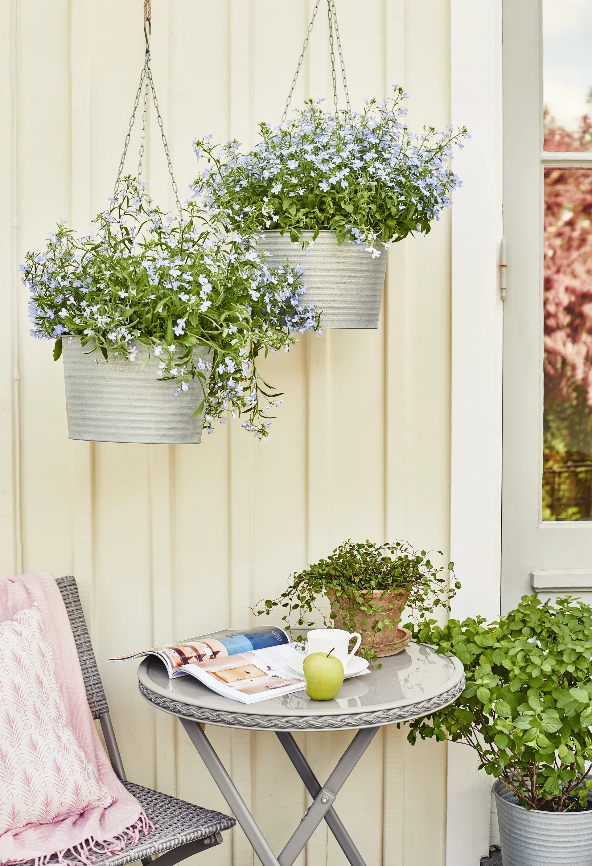 Sommerspirea 'Snowmound'