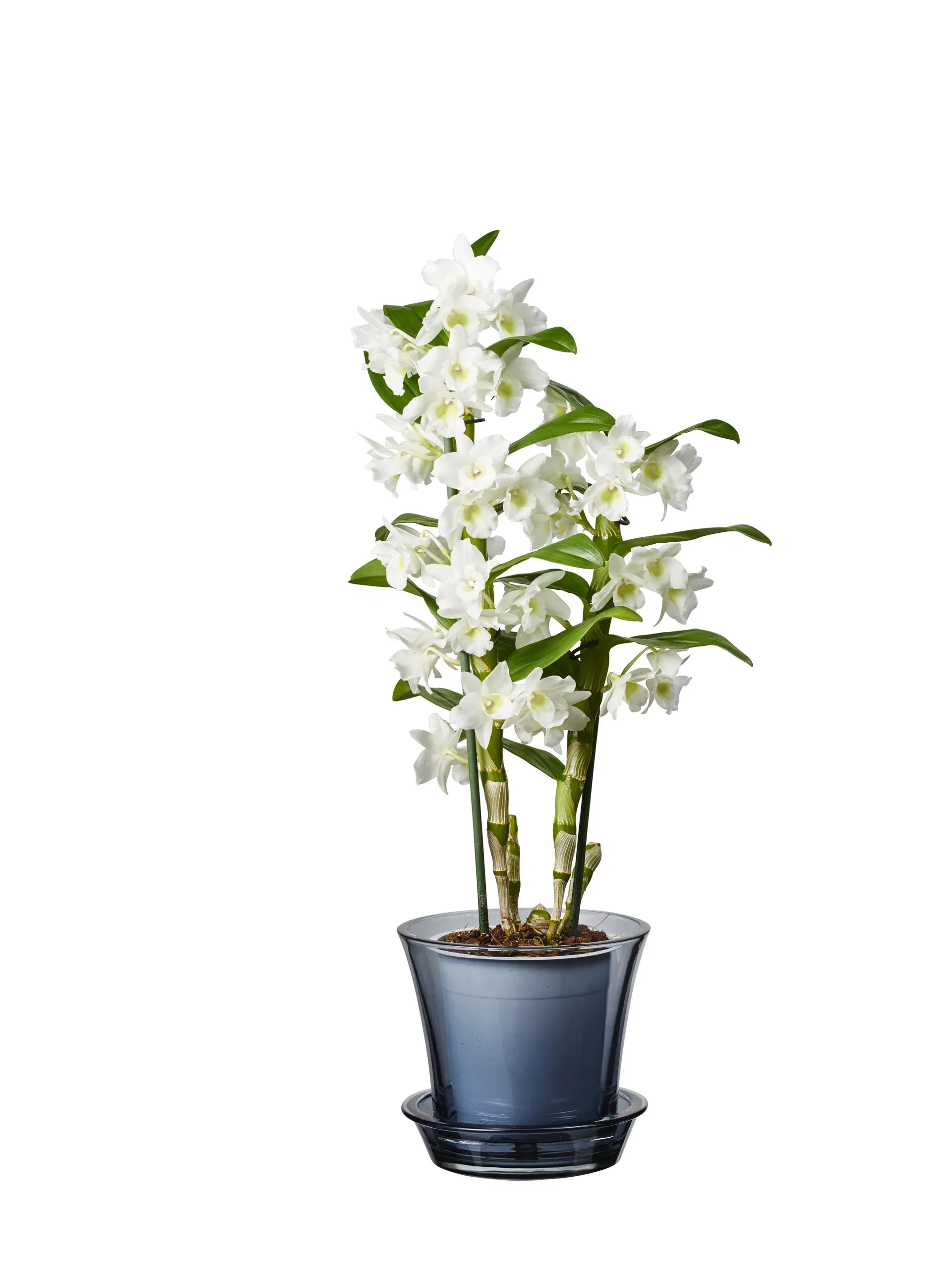 Dendrobium 'Apollon'