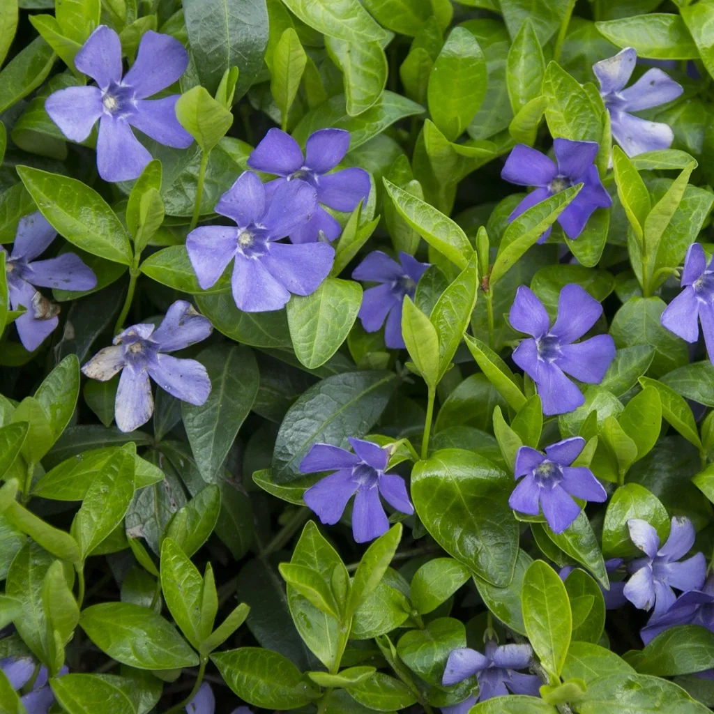 Vinca minor 6-pack