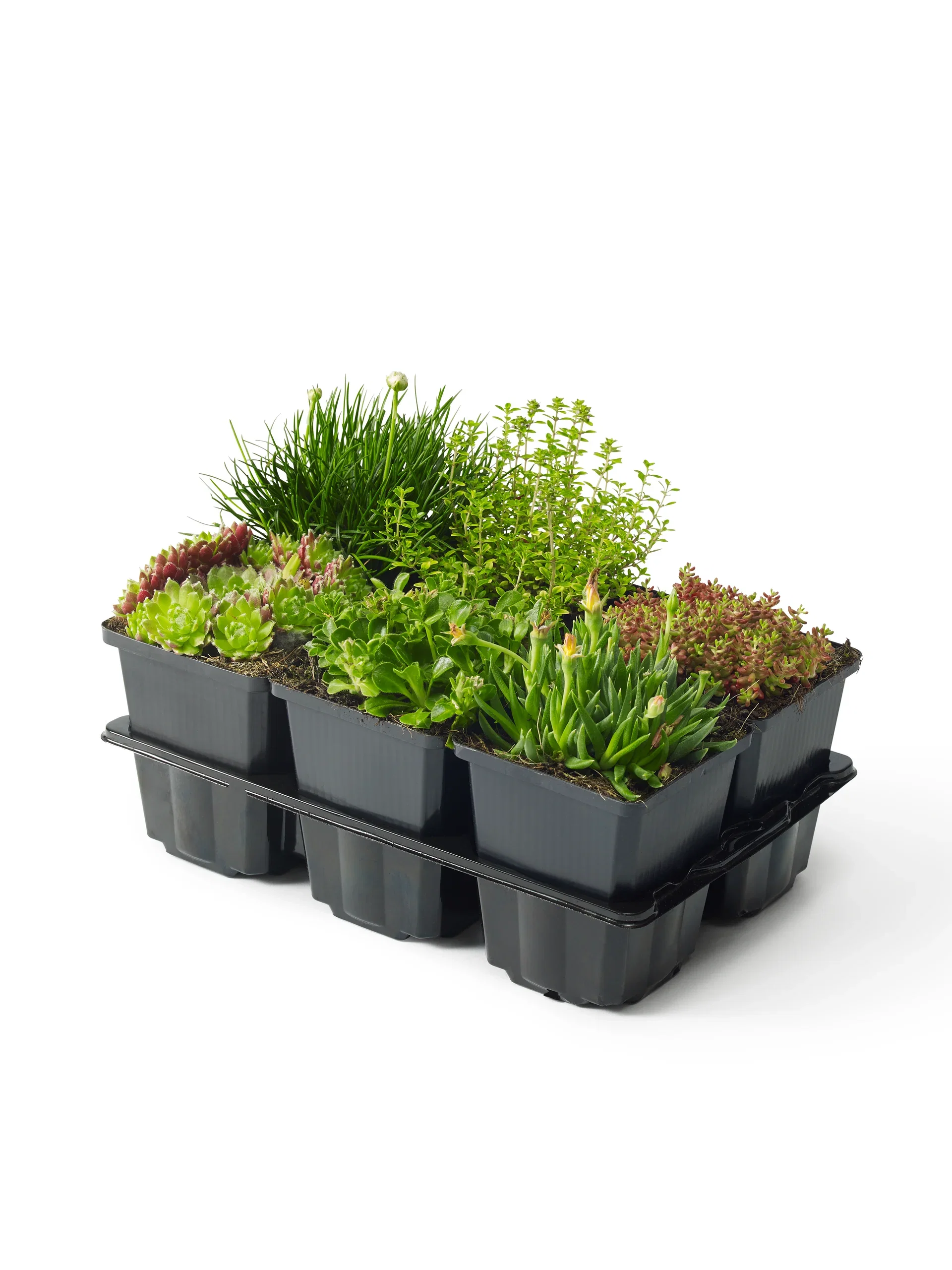Stenbedplanter, miks
