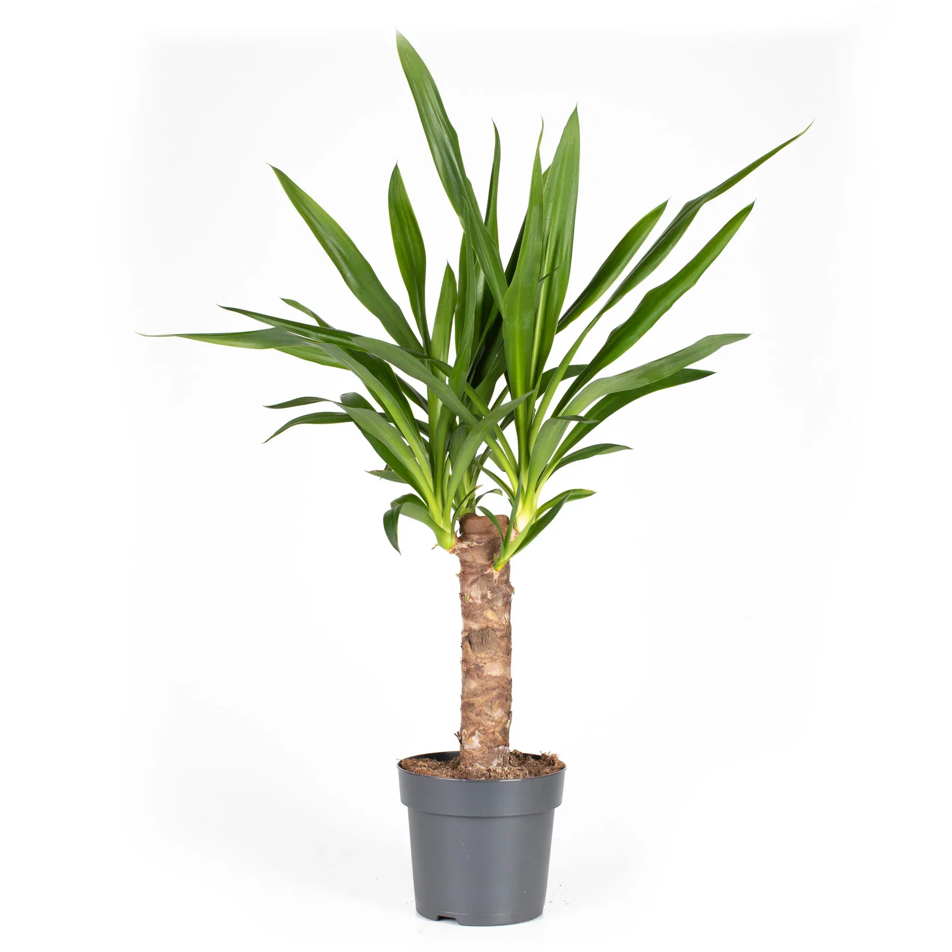 Yucca gigantea 14 cm