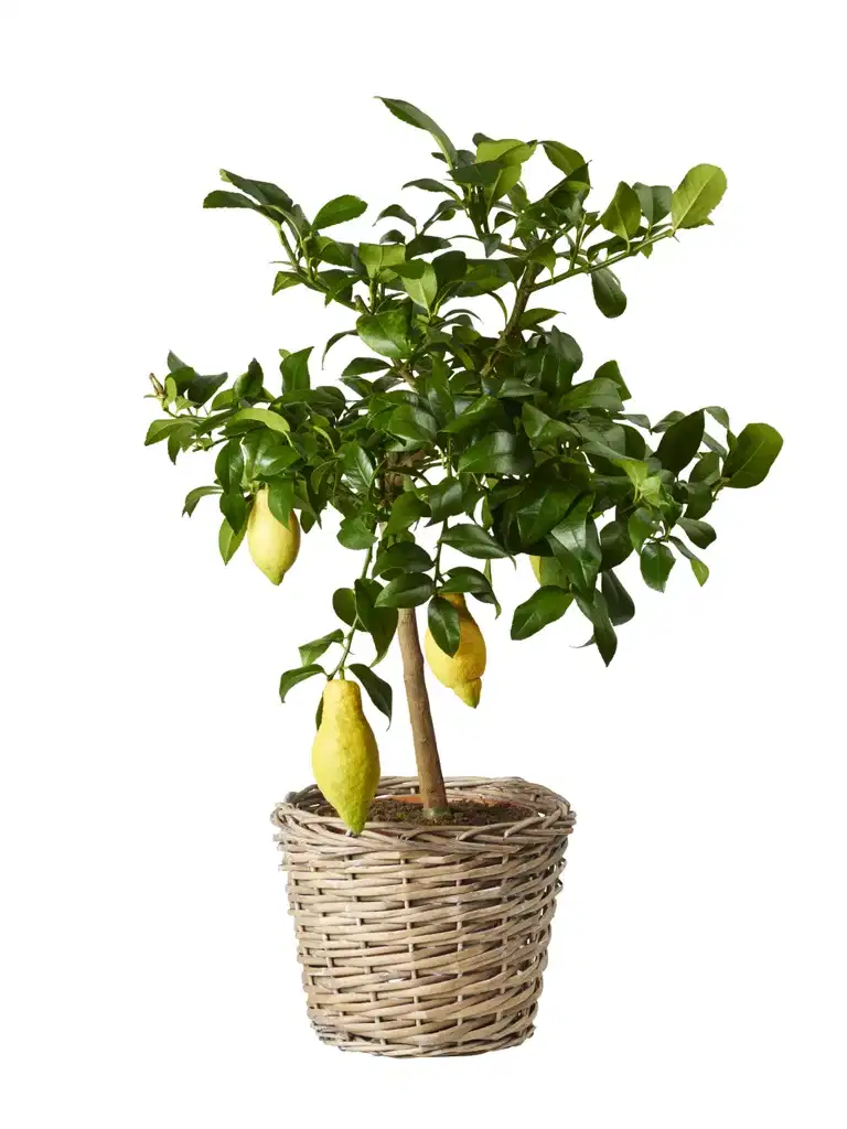 Citrus 'Lemon' stem 21 cm