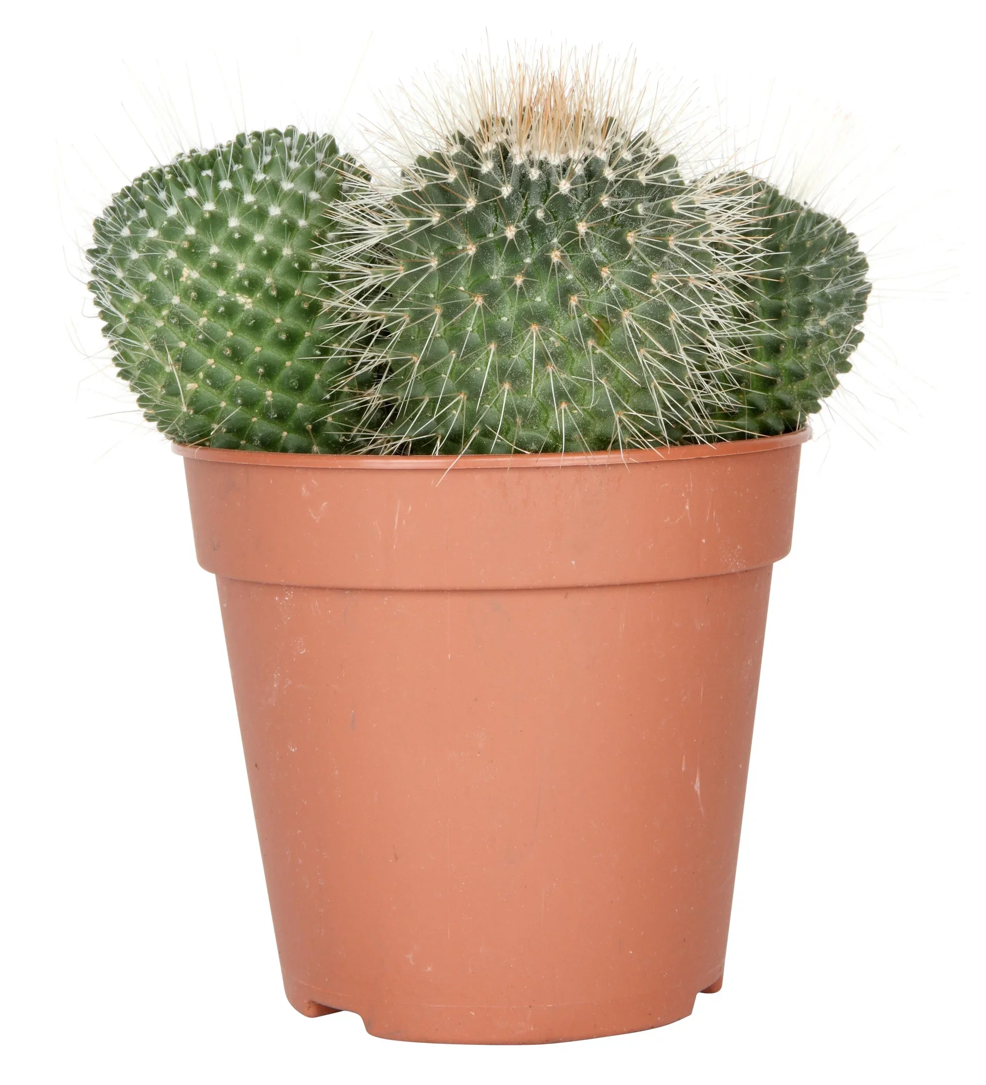 Cactus Ball varieties 12 cm