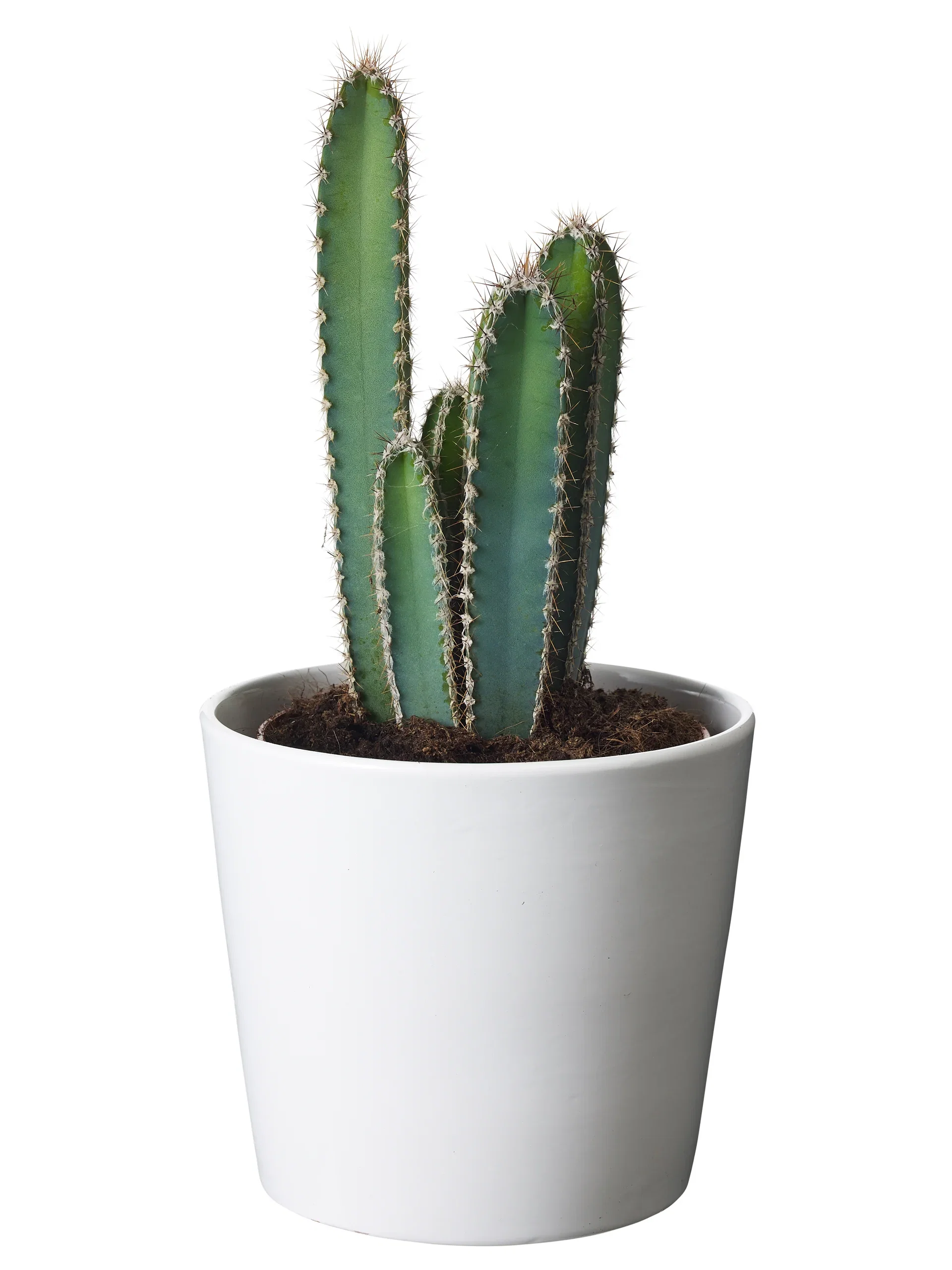 Cactus mix