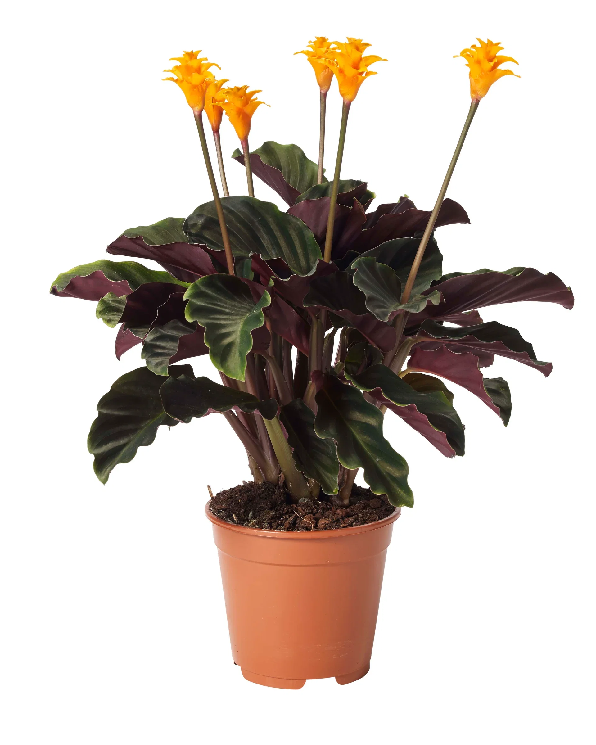 Calathea crocata 5-6 flowers 14 cm
