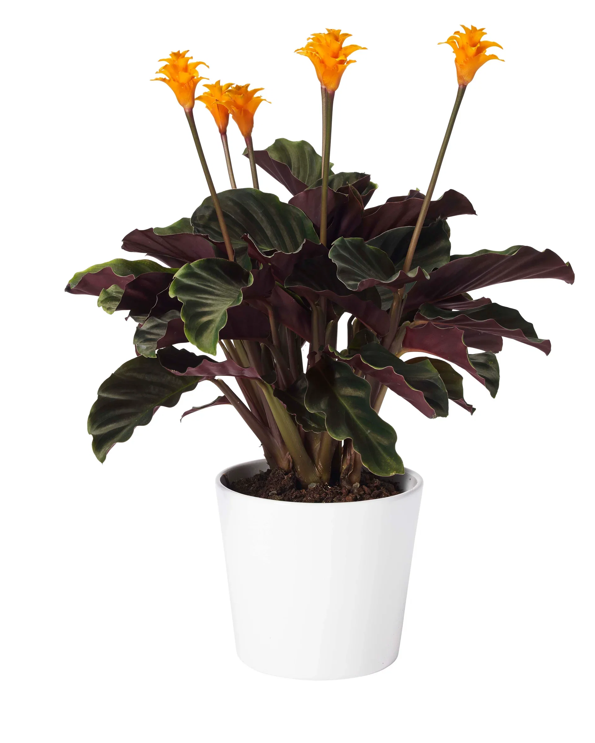 Calathea crocata 5-6 flowers 14 cm