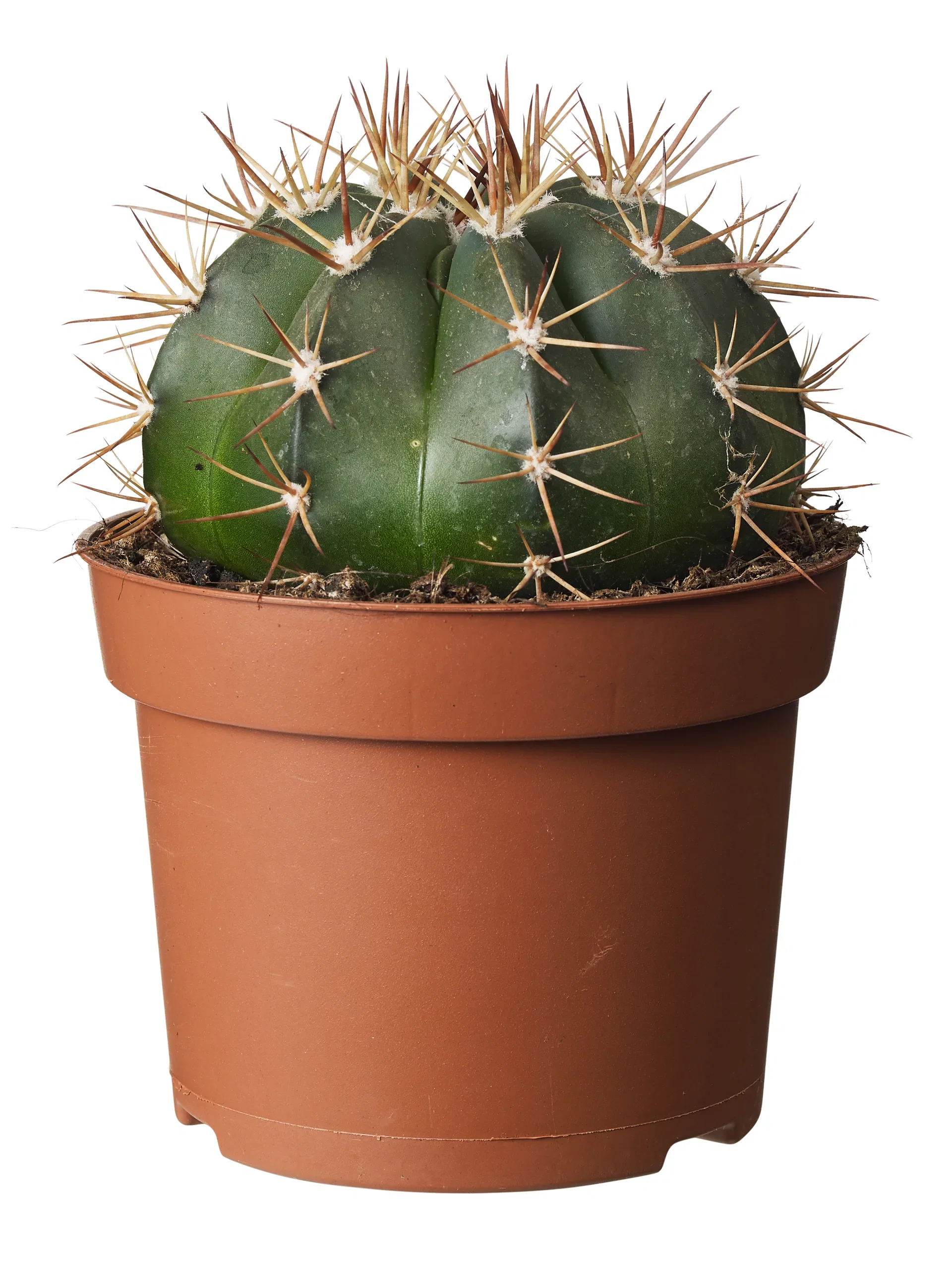 Cactus Ball varieties 12 cm