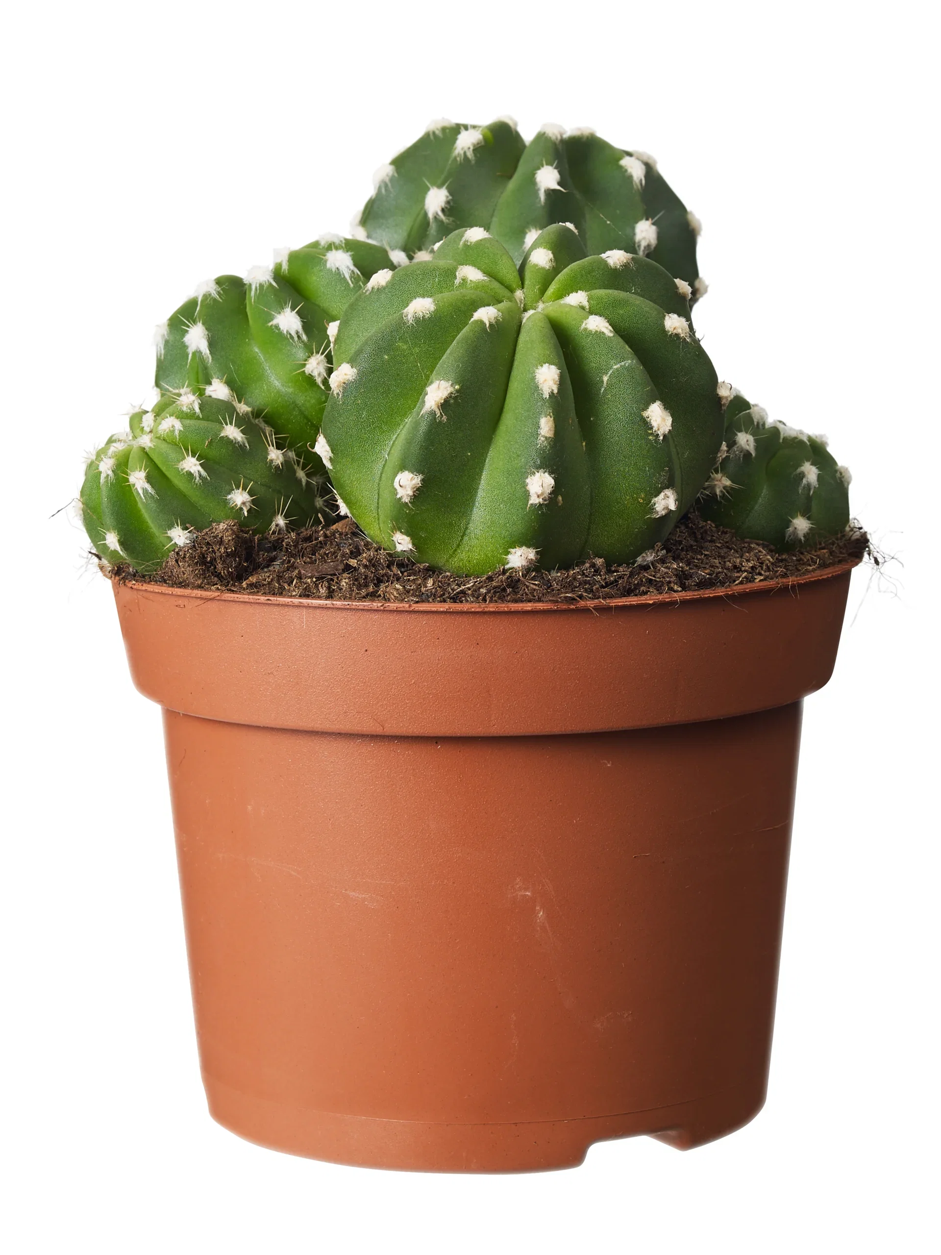 Cactus Ball varieties 12 cm
