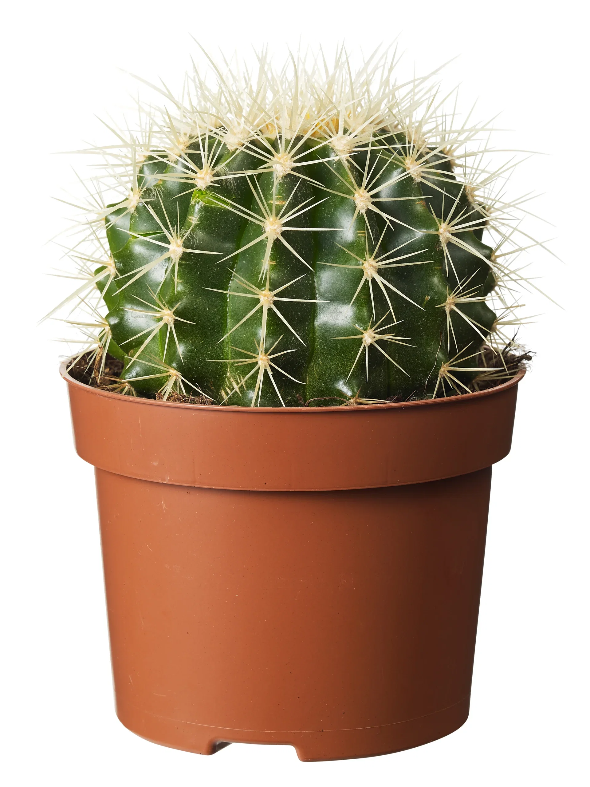 Cactus Ball varieties 12 cm
