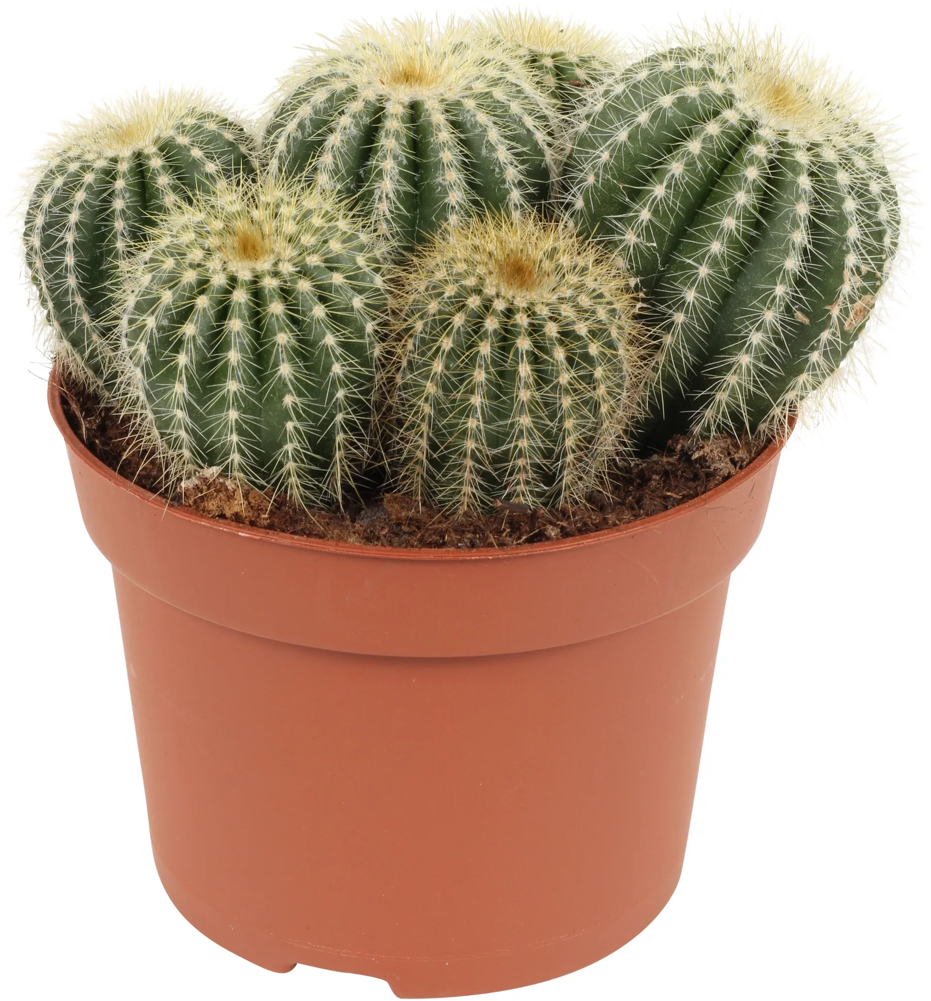 Cactus Ball varieties 12 cm