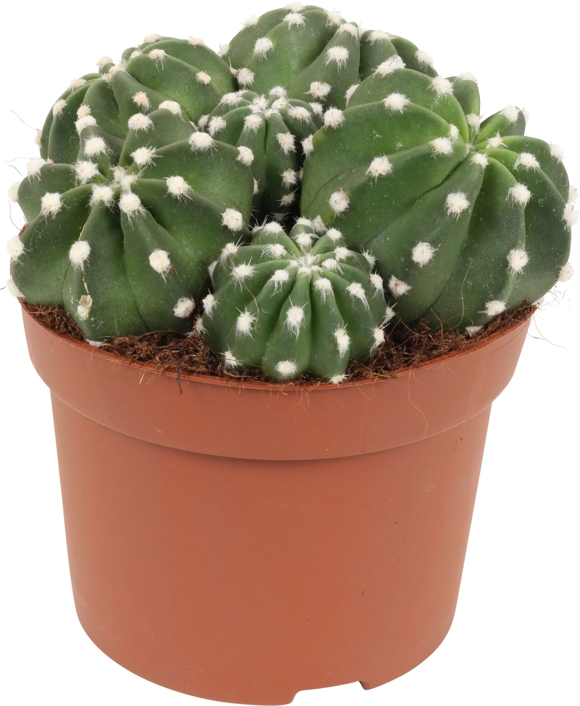 Cactus Ball varieties 12 cm