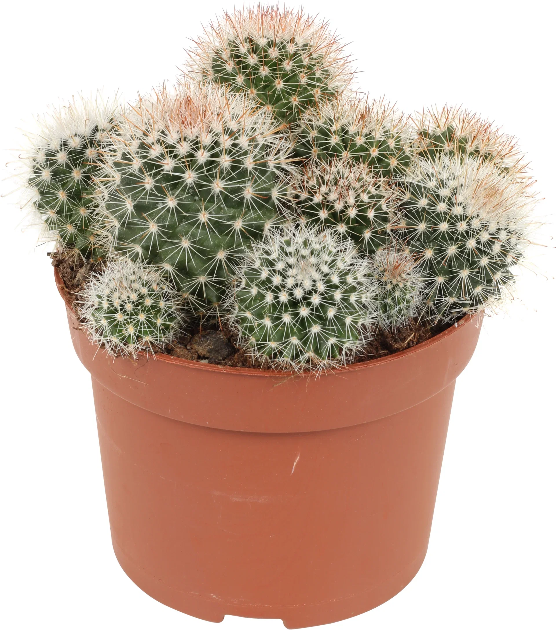 Cactus Ball varieties 12 cm
