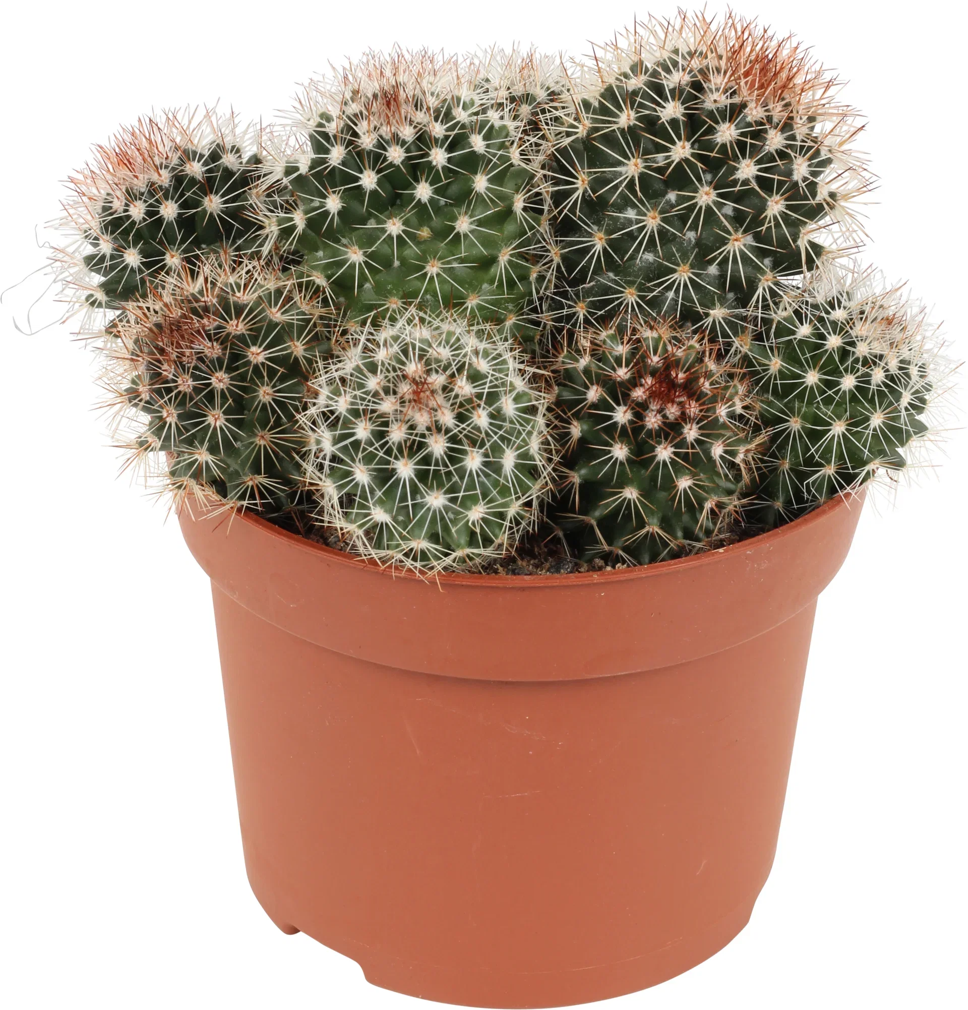 Cactus Ball varieties 12 cm