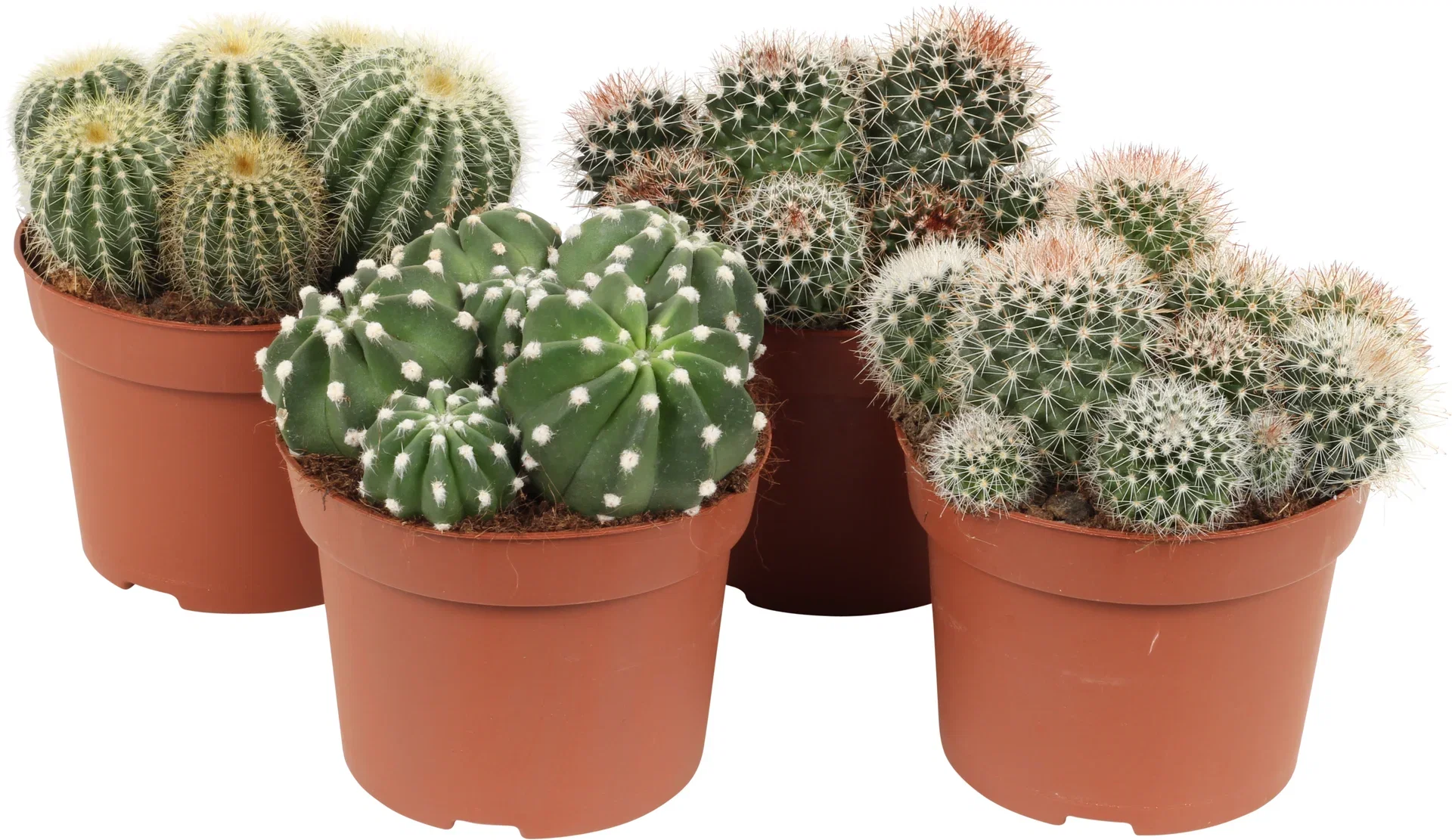 Cactus Ball varieties 12 cm