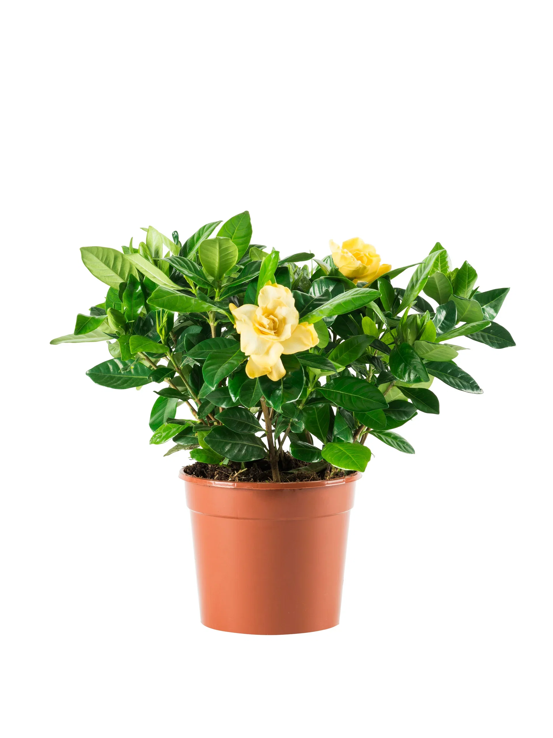 Gardenia jasminoides 13 cm