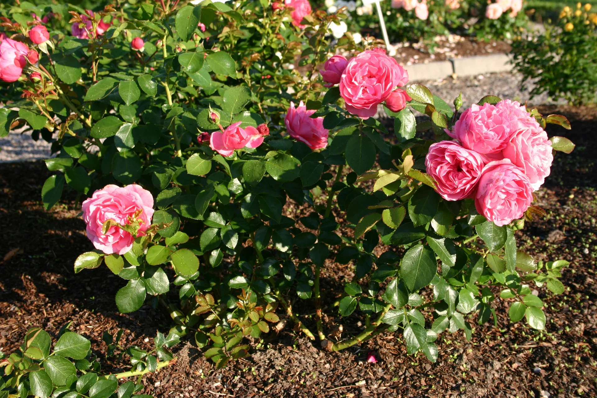 Rosa LEONARDO DA VINCI 3L