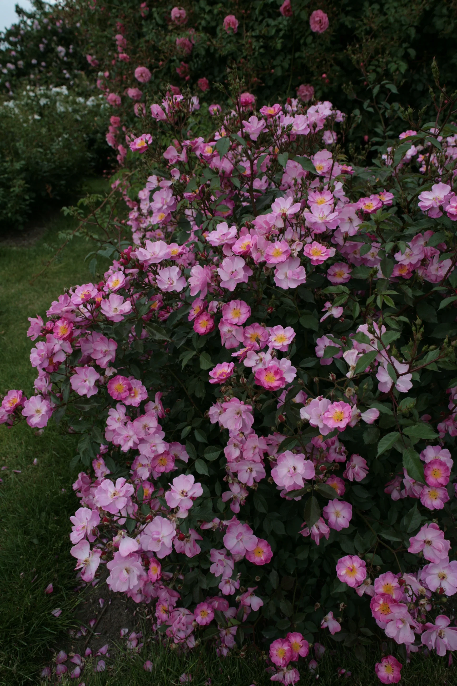 Bunndekkerose LAVENDER DREAM