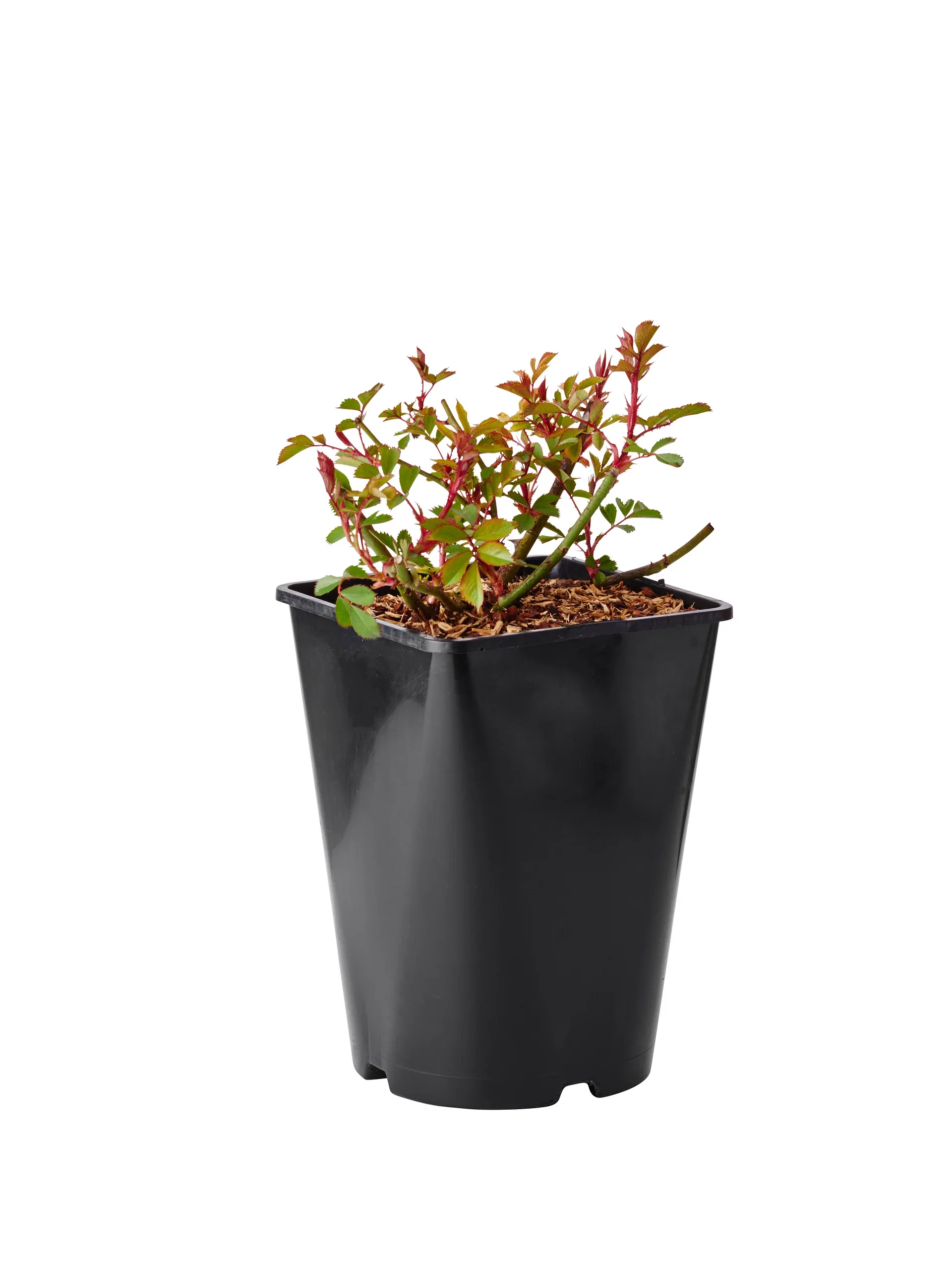 Bunndekkerose LAVENDER DREAM