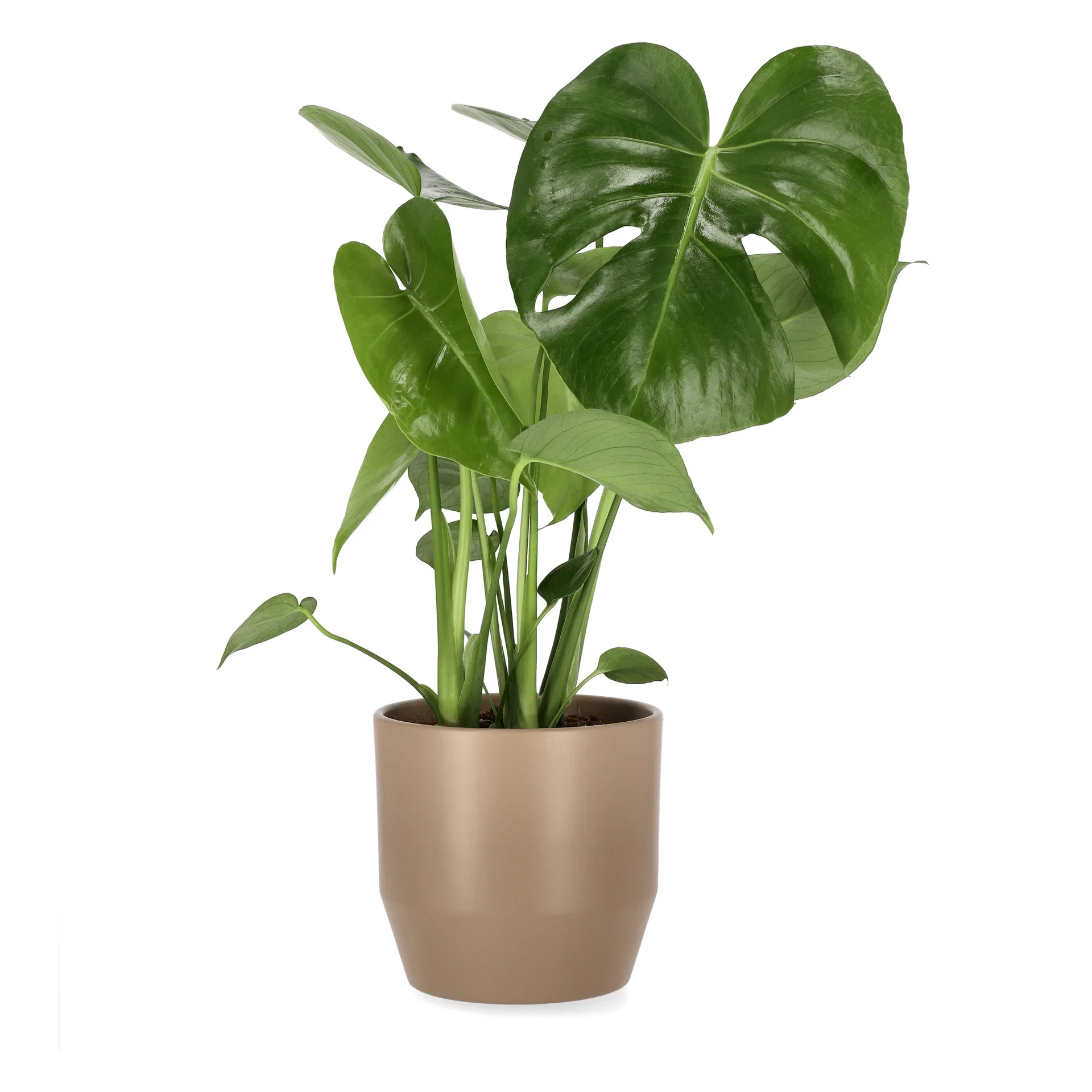 Monstera deliciosa